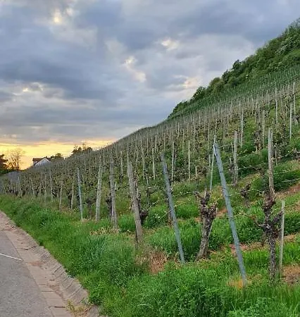 Ferienwohnung Zu Den Weinbergen Zeil am Main Exterior foto
