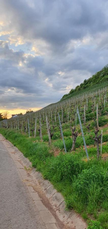 Zu Den Weinbergen * Zeil am Main
